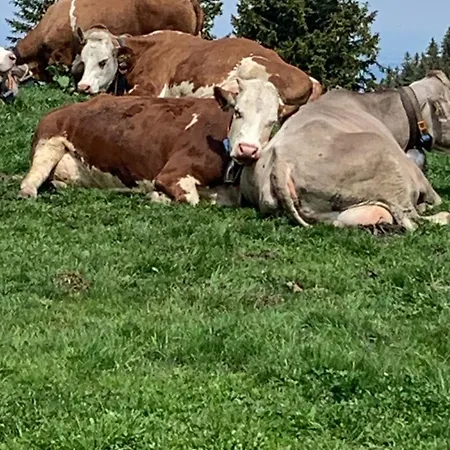 Apartment Klausbruecke